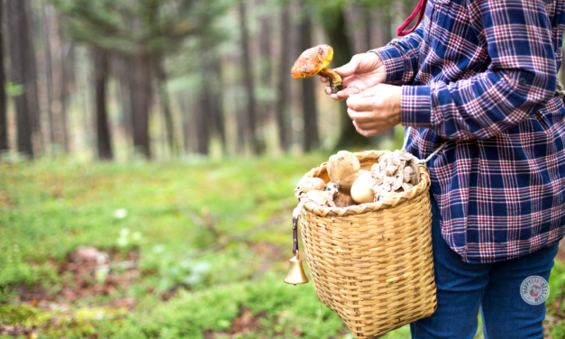 Wir gehen in die Pilze – Praktische Tipps für Pilzfinder